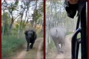 Close shave for tourists during Tiger Safari, elephants chase car; driver’s rescue act wins praise (VIDEO)
