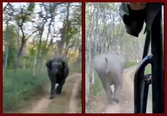 Close shave for tourists during Tiger Safari, elephants chase car; driver’s rescue act wins praise (VIDEO)