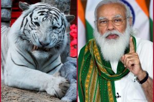 World Wildlife Day 2021: We should ensure protection of forests, safe habitats for animals, says PM Modi