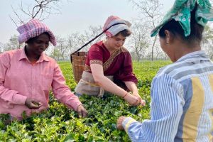 Assam Elections 2021: ‘Baideu’ Priyanka Gandhi Vadra wrapped in ‘Mekhla Chador’ saree plucks tea leaves with other workers at Sadhuru tea garden