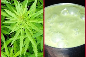 Bhang on Holi: 5 Health benefits and Importance