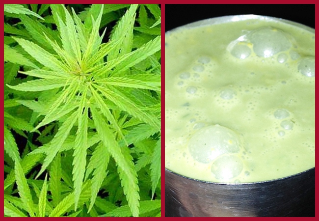 What Is Bhang And How To Make It Fast Buds