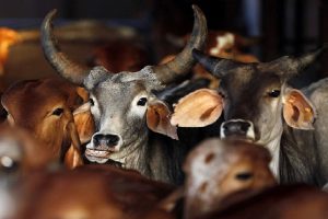 Gaushala Scam in Rajasthan: Six cow shelters given over 62 lakh worth of govt grant without a single cow; gaushalas asked for clarification