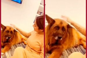Shehnaaz Gill plays with Tyson- Video is just too ADORABLE