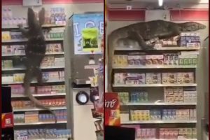 ‘Godzilla’ spotted shopping in a 7-11 store in Thailand; Twitter declares title of next MonsterVerse film