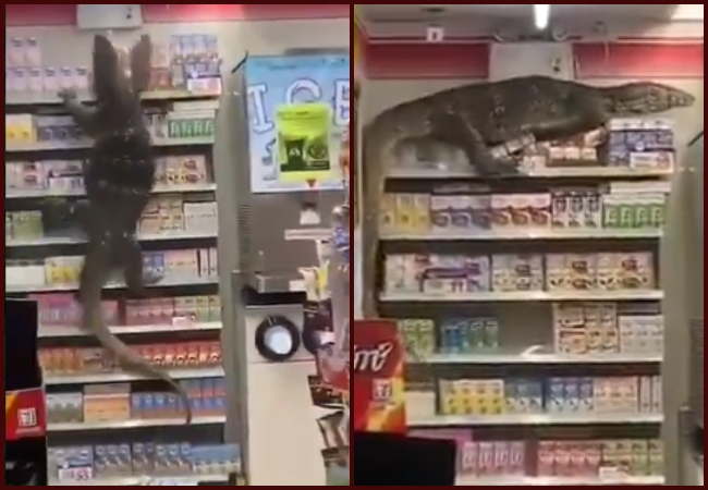 ‘Godzilla’ spotted shopping in a 7-11 store in Thailand; Twitter declares title of next MonsterVerse film