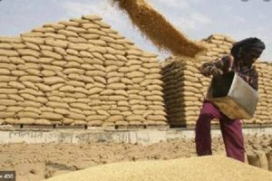 UP set to break its own record of highest wheat procurement, over 11.54 farmers benefitted so far