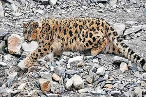 Leopard creates panic in Jammu’s Green Belt Park; One person injured (Video)