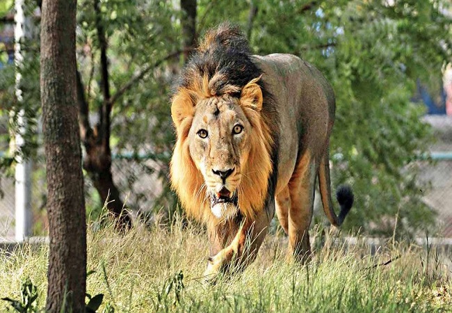 Eight Asiatic lions housed in Hyderabad zoo infected with COVID-19
