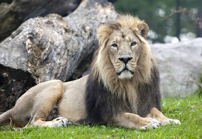 Eight Asiatic lions housed in Hyderabad zoo infected with COVID-19