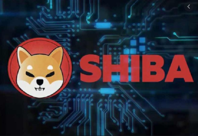 Shiba Inu -