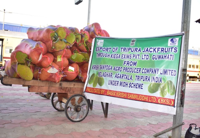 Setting new milestones: Tripura exports high-quality jackfruits to United Kingdom