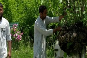 J&K: Mulberry pruning begins in valley to give a lift up to cocoon production