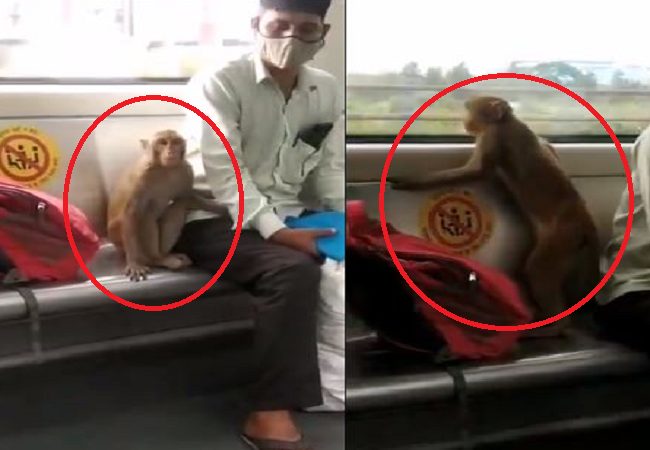Monkey enjoys ride in Delhi Metro, video goes Viral