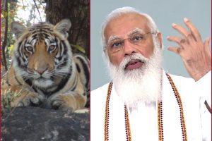 International Tiger Day: India doubled tiger population 4 years ahead of schedule, says PM Modi