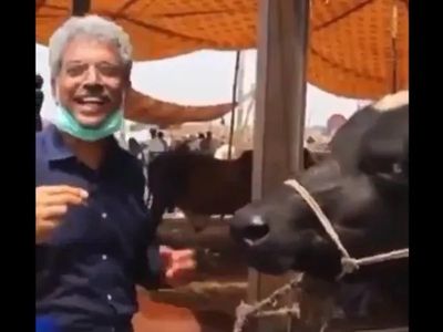 Pakistan journalist interviews buffalo on Bakrid, Twitterrati have a hearty laugh (VIDEO)
