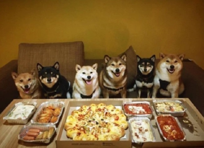 Shiba Inu - birthday party