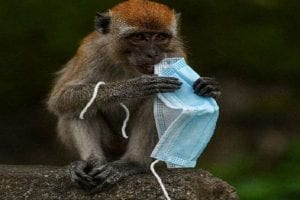 Explained: Will Monkey B virus lead to another catastrophe? China records 1st death
