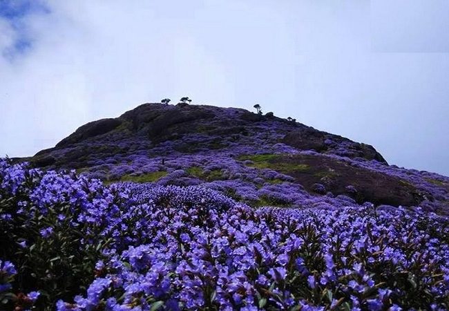 21 Neelakurinji Stock Photos HighRes Pictures and Images  Getty Images