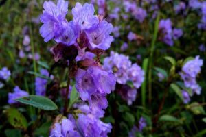 Things to know about the Rare Neelakurinji flowers that bloom once in every 12 years