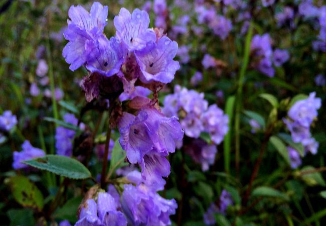 Things to know about the Rare Neelakurinji flowers that bloom once in every 12 years