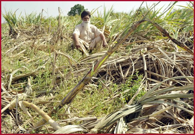 Union Cabinet approves increase in Fair and Remunerative Price on sugarcane to Rs 290 per quintal