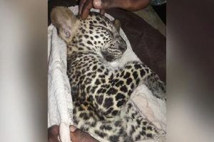 Leopard cub found walking in rain in Mumbai, sleeps in blanket after rescue (WATCH)