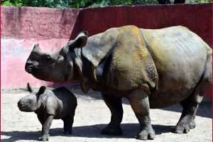 Assam govt to burn 2,500 rhino horns to mark World Rhino Day