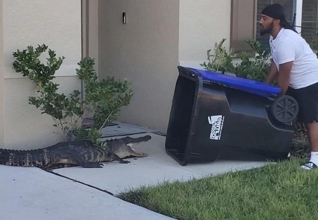 Florida man traps alligator inside trash can