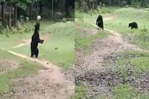 A rare sight of two wild bears playing football in Odisha Village (WATCH)