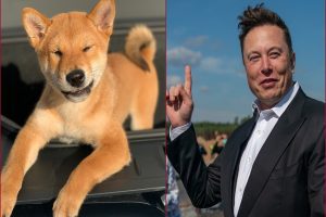 Elon Musk backed Floki Inu turns Rs 1000 into Rs 34 lakh in just 2 months; Here’s how