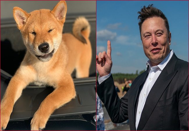 Elon Musk backed Floki Inu turns Rs 1000 into Rs 34 lakh in just 2 ...