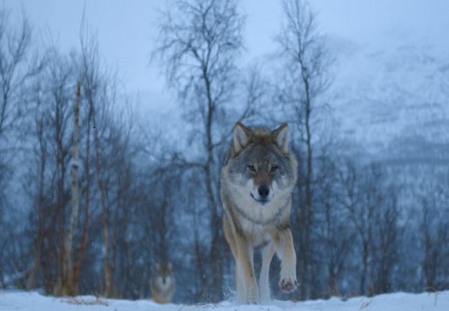 Animal netflix