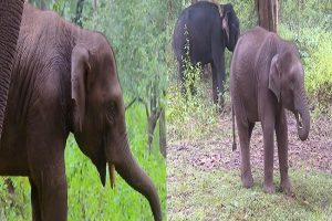 #WATCH: Baby elephant named after late actor Puneeth Rajkumar in Karnataka