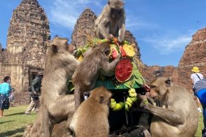 Thailand’s Monkey Festival is back after hiatus of 2 years; See pics inside