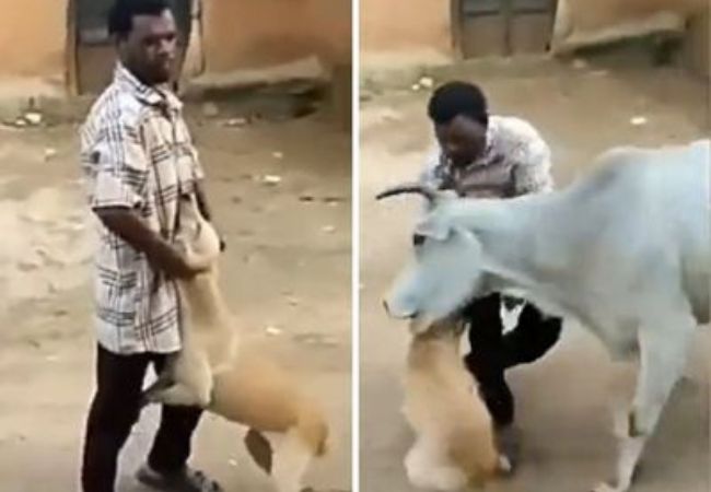 Man harasses a roadside dog on street, cow comes to latter’s rescue; pushes & mauls man(Viral Video)