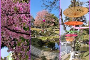 Glimpses of Cherry Blossom Festival at Shillong’s Ward’s Lake