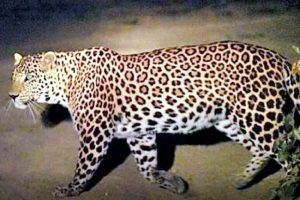 VIDEO: Panic among locals as Leopard spotted in Lucknow, 3 person injured till now; search underway