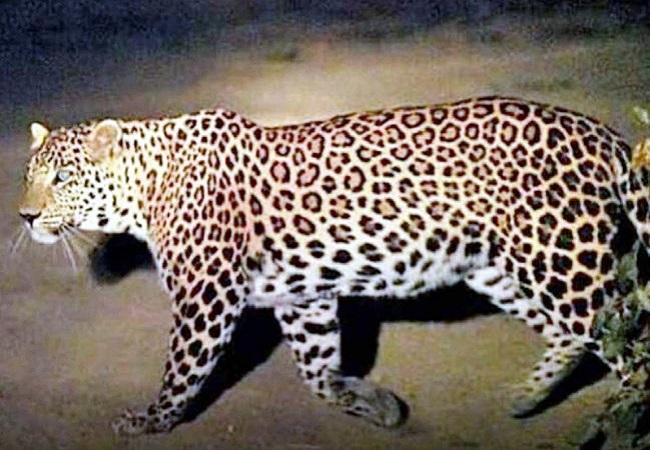 Leopard-in-Lucknow