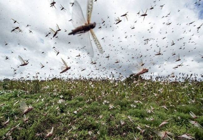 Locust attack