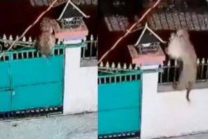 Watch Video: Leopard jumps over locked gate, grabs family’s pet dog and escapes