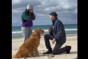 Watch: Dog’s reaction to its human proposing his girlfriend on beach leaves netizens in awe