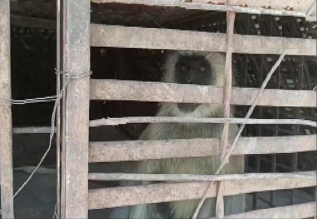 2 monkeys involved in killing of over 250 dogs captured in Maharashtra's Beed