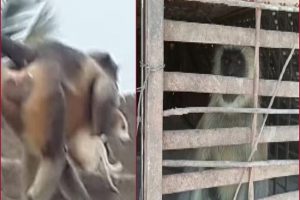 2 monkeys involved in killing of over 250 dogs captured in Maharashtra’s Beed