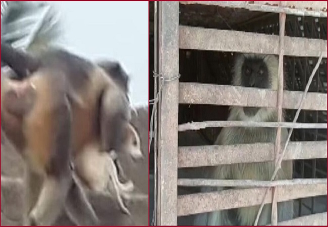 2 monkeys involved in killing of over 250 dogs captured in Maharashtra’s Beed