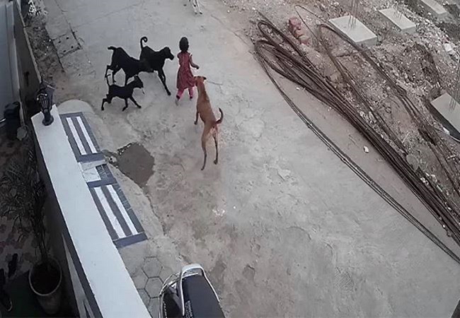 On CCTV: 4-year-old girl bitten, dragged by stray dogs in Bhopal, Hospitalized