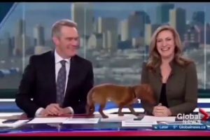 Watch Video: Puppy enters news studio during live telecast, anchors adores; Netizens pour love