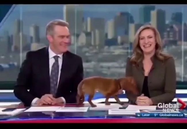 Watch Video: Puppy enters news studio during live telecast, anchors adores; Netizens pour love