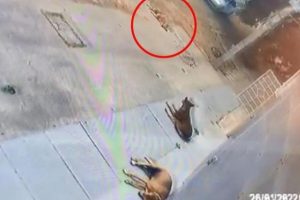 Horror caught on camera: Audi driver runs over sleeping stray dog purposely; FIR lodged