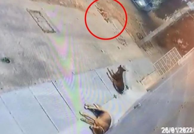 Horror caught on camera: Audi driver runs over sleeping stray dog purposely; FIR lodged